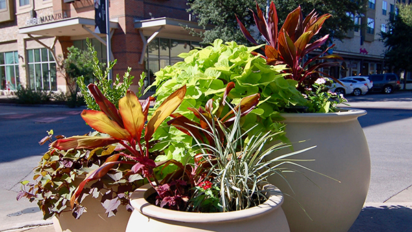 Planter at The Domain (Photo: Greg Yount, Native Land Design)