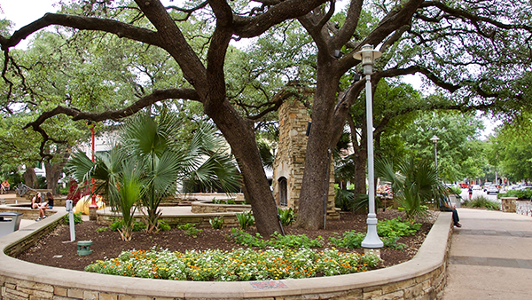 Large heritage oak trees at The Domain (Photo: Greg Yount, Native Land Design)