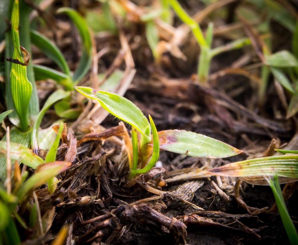 Crabgrass. Photo: Corteva AgriScience, Agriculture Division of DowDuPont