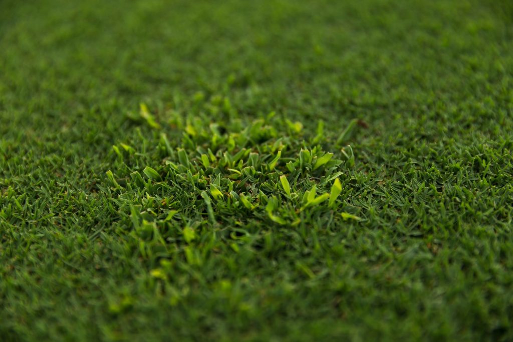 Photo: Corteva AgriScience, Agriculture Division of DowDuPont