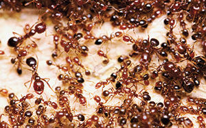 Fire ants (Photo: Joanie King, Texas A&M University)