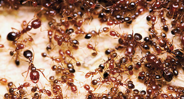 Fire ants (Photo: Joanie King, Texas A&M University)