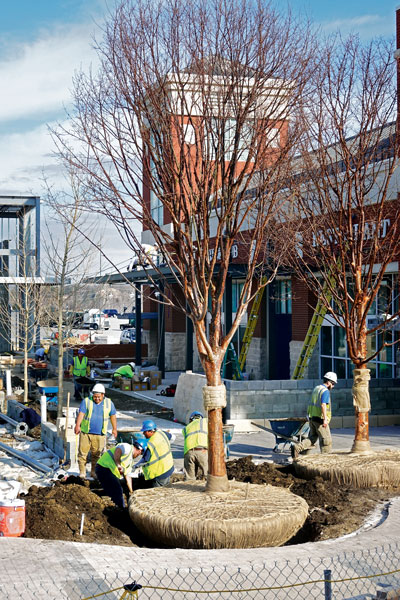 Photo: Michael Martin, Live Green Landscape Associates