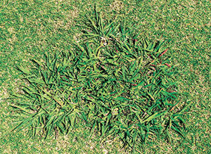 Dallisgrass tends to thrive more in open, sunny areas. (Photo: PBI-Gordon)