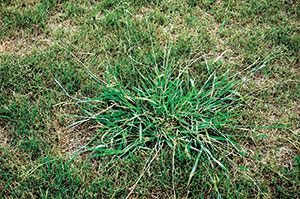 Clumpy dallisgrass (Photo: PBI-Gordon)
