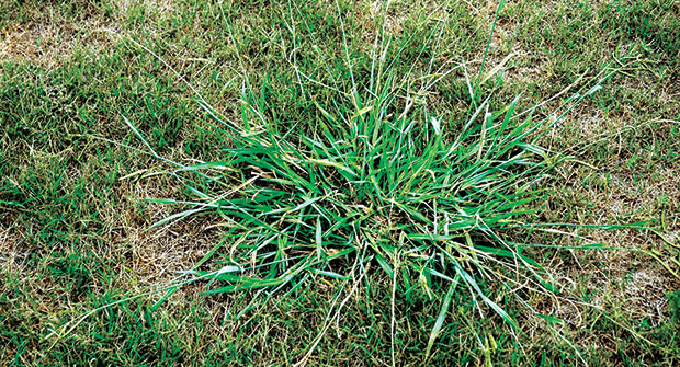 Dallisgrass (Photo: PBI-Gordon)