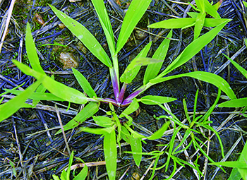 Crabgrass (Photo: FMC)