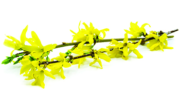 Forsythia (Photo: iStock.com/Martin Keiler)