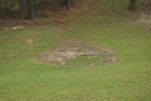 Large patch (Photo: Bayer)