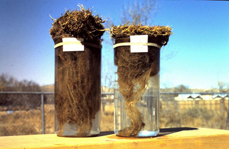 Root growth when turf has been treated with CytoGro (left) and without. (Photo: Ecologel Solutions)