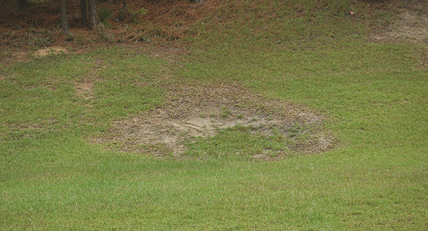 Large patch Large patch (Photo: Bayer)