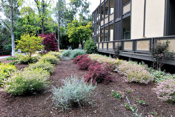 Native plant material (Photo: Sam Anderson, Gachina Landscape Management)