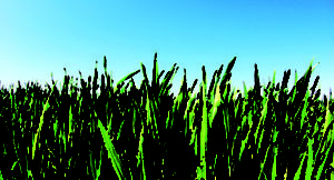 lawn and sky (Photo: iStock.com/Pakhnyushchyy)