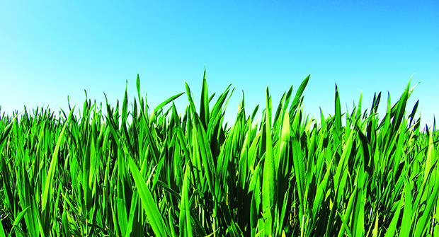lawn and sky (Photo: iStock.com/Pakhnyushchyy)