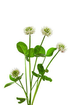 White clover (Photo: iStock.com/dabjola)