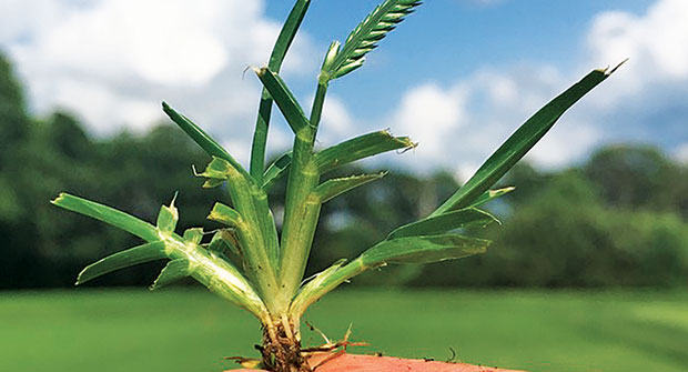 Goosegrass (Photo: Matt Elmore)