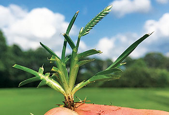 Goosegrass (Photo: Matt Elmore)