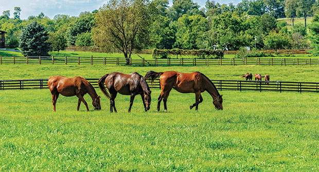 Horse pasture (Photo: iStock.com/Bear2016)