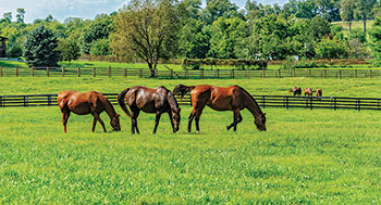 Horse pasture (Photo: iStock.com/Bear2016)