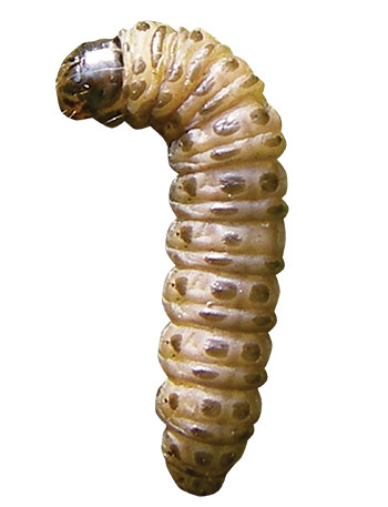 Sod webworm (Photo: FMC Professional Solutions)