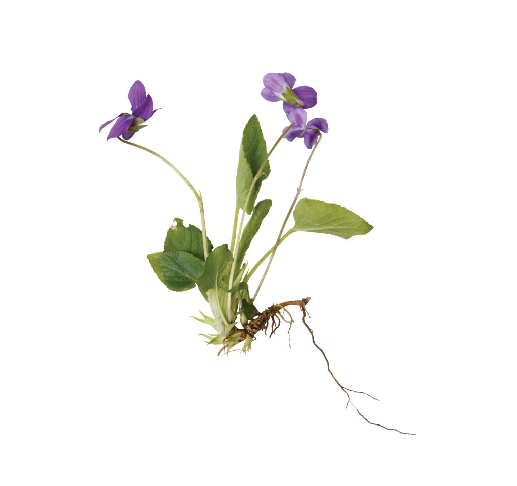 Wild violet (Photo: iStock.com/KulikovaN)
