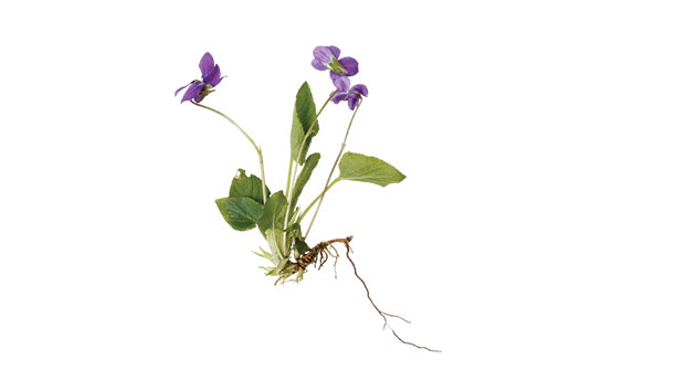 Wild violet (Photo: iStock.com/KulikovaN)