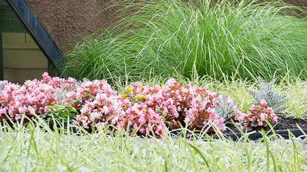 Flowers at Landmark Square (Photo: Landmark Square)