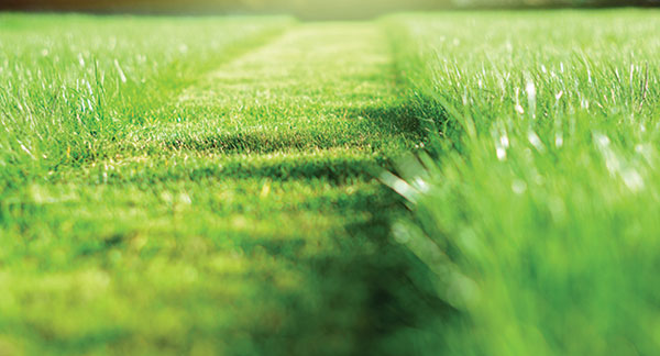 Strip of mowed grass (Photo: iStock.com/undefined undefined)
