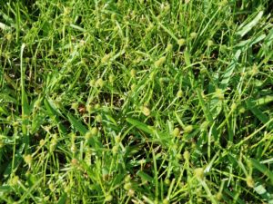 Kyllinga leaves are smaller than nutsedge leaves and are less erect. The plants grow from underground rhizomes or tubers (often called nutlets). Photo courtesy of PBI/Gordon Corporation.