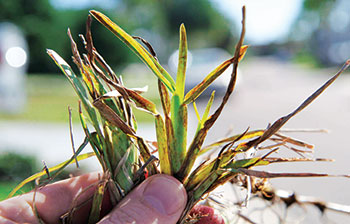 Lawn virus on St. Augustinegrass (Photo: Phil Harmon)