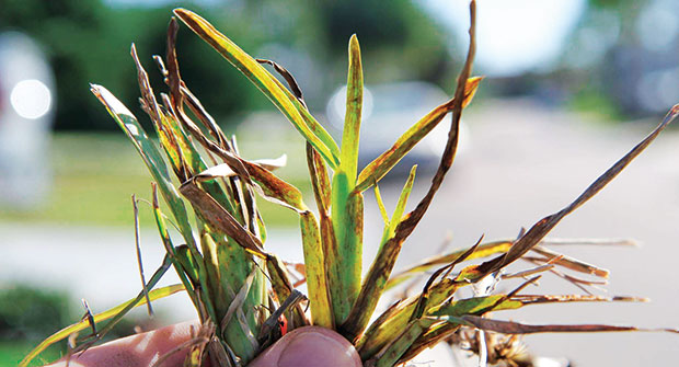 Lawn virus on St. Augustinegrass (Photo: Phil Harmon)