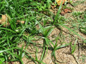 Unlike grassy weeds, sedges don’t have hair, auricles, collars, or ligules. The waxy cuticle on the leaves gives them a shiny appearance. Photo courtesy of PBI/Gordon Corporation.