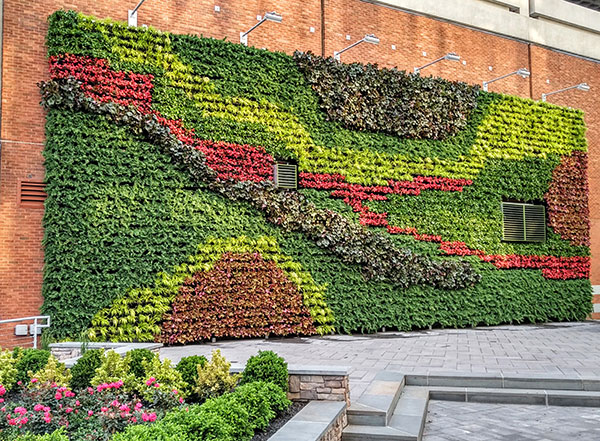 Green wall installation (Photo: Raimondi Horticultural Group)