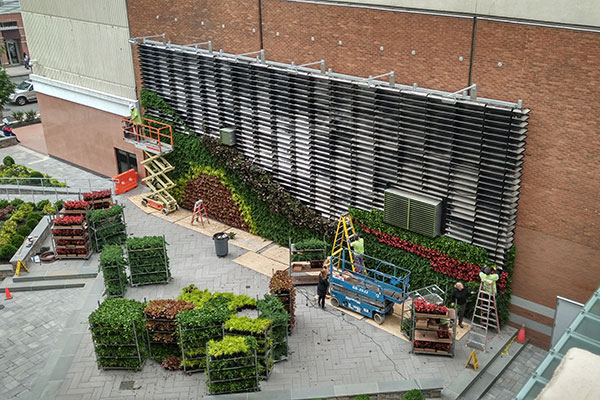 Green wall install (Photo: Raimondi Horticultural Group)