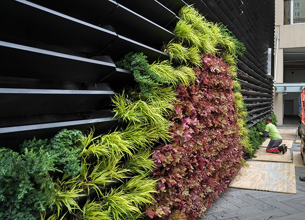 Green wall install (Photo: Raimondi Horticultural Group)