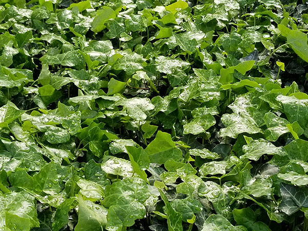 Plants at One North Broadway (Photo: Raimondi Horticultural Group)