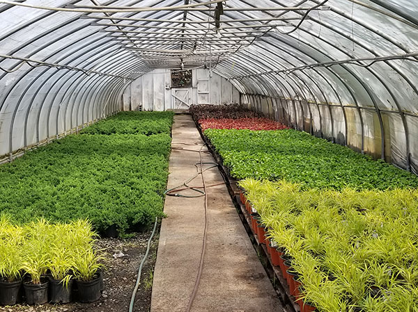 Greenhouse (Photo: Raimondi Horticultural Group)
