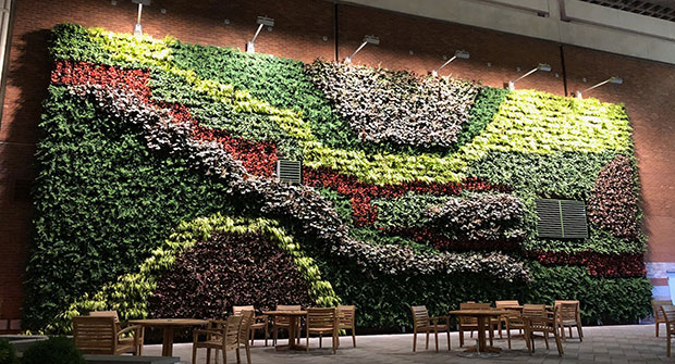 Green wall (Photo: Raimondi Horticultural Group)