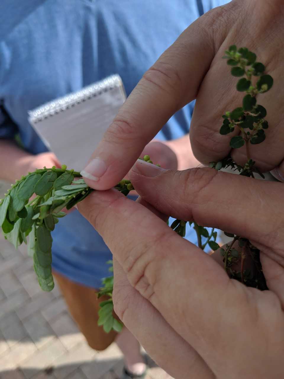 Chamberbitter is a common Florida weed. It is identifiable by the row of small fruit that grows along the back of the stem. Photo: LM Staff