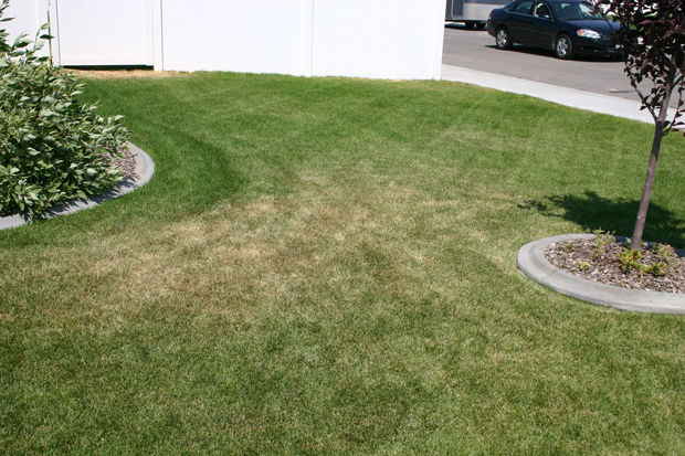 Photo: Dean Mosdell, Syngenta