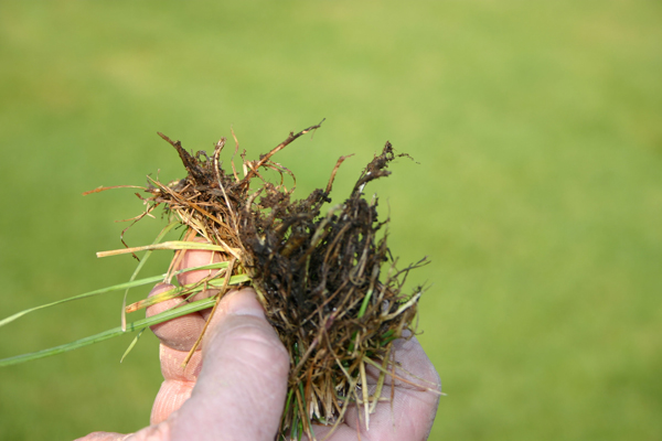 Photo: Dean Mosdell, Syngenta