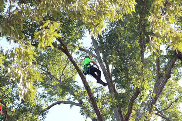 Expert tree climber (Photo: Davey Tree Expert Co.)