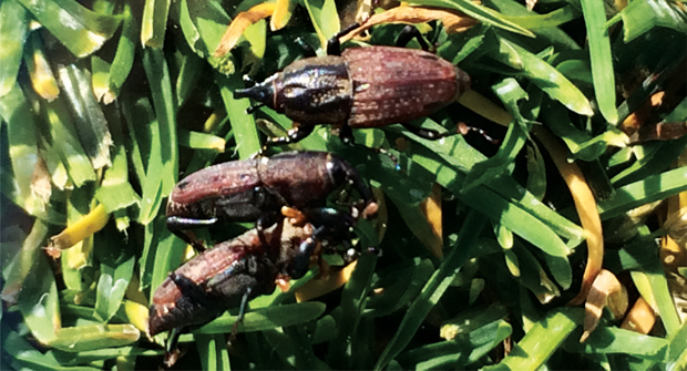 Photo: Dean Mosdell, Syngenta