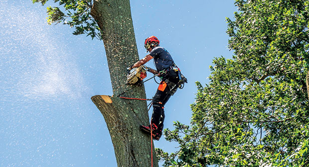 Chainsaw operator at work (Photo: Aspen Tree Expert Co.)
