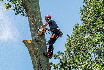 Chainsaw operator at work (Photo: Aspen Tree Expert Co.)