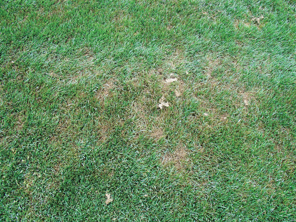 EASY TO SEE Dollar spot usually appears in 2- to 3-inch patches, which can merge together to form larger areas. Photo: Bayer