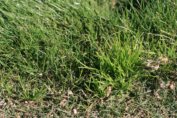 Photo: Corteva Agriscience