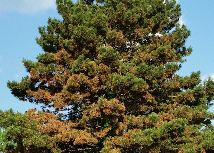Photo: ArborJet