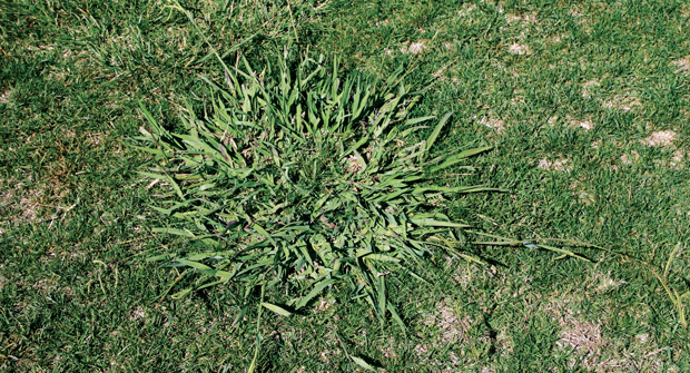PRIME WINDOW Dallisgrass typically rears its ugly head the most in June, July and August. Photo: Syngenta