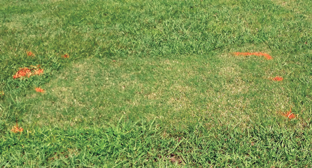 Controlling dallisgrass typically doesn’t happen within one or two herbicide applications. Photo: Bayer